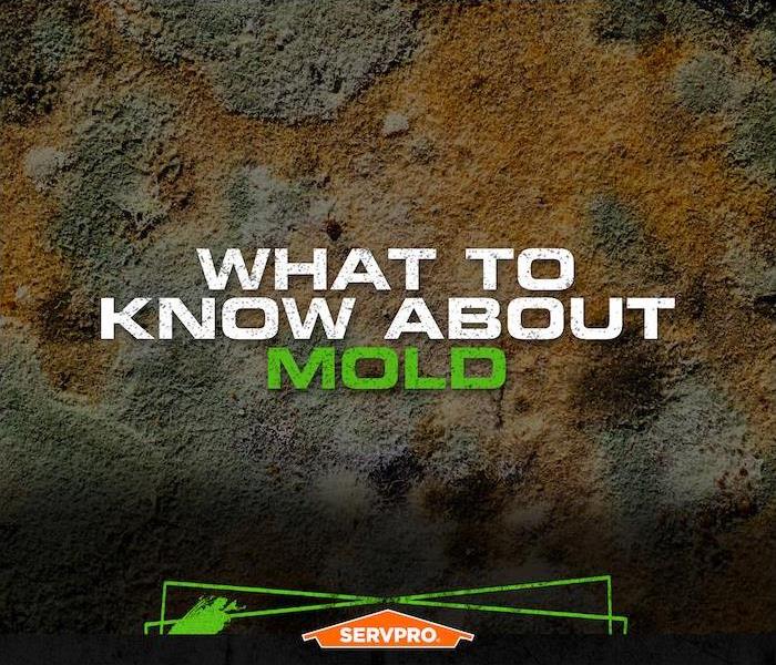 what to know about mold info
